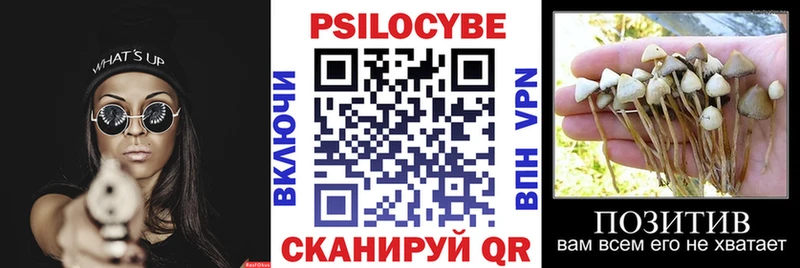 Купить где  Ленинградская  Галлюциногенные грибы Cubensis 